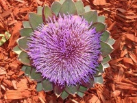 image of flower