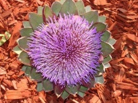 image of artichoke_flower #70