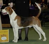 image of english_foxhound