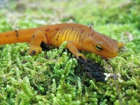 image of eft