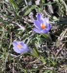 image of flower