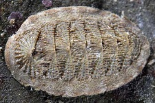 image of chiton
