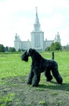 image of kerry_blue_terrier #1