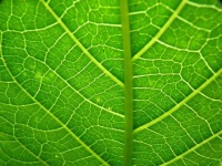 image of leaf