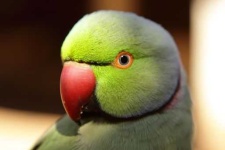 image of parakeet