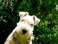 image of lakeland_terrier