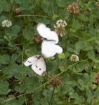 image of cabbage_butterfly