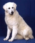 image of kuvasz