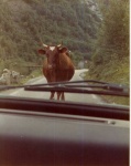 image of animal