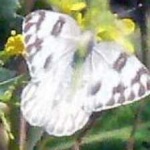 image of animal