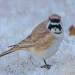 image of bird