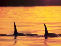 image of killer_whale #19