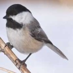 image of bird