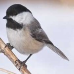 image of black_capped_chickadee #2