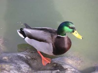image of drake