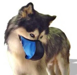 image of muzzle