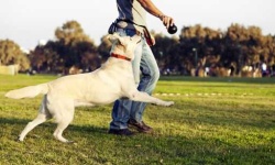 image of people_play_with_dog #13