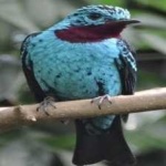 image of bird