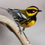 image of bird