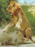 image of lion
