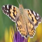 image of animal
