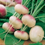 image of fruit_and_vegetable