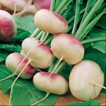 image of turnip #14