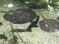 image of stingray