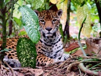 image of jaguar_car