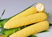 image of sweetcorn #33