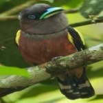 image of bird