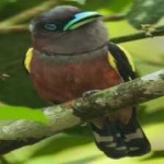 image of banded_broadbill #15