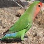 image of bird