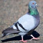 image of bird