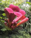 image of flower