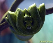 image of green_snake #8