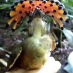 image of bird
