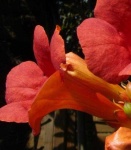 image of flower
