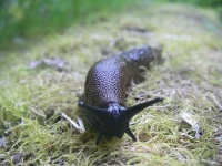 image of slug
