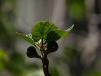 image of fig