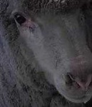 image of animal