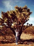 image of joshua_tree