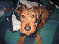 image of irish_terrier