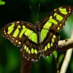 image of animal