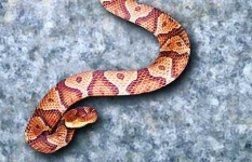 image of sidewinder