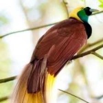 image of bird