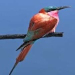 image of bird