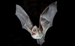 image of animal