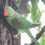 image of alexandrine_parakeet #33