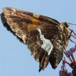 image of animal